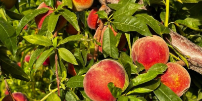 Premium Tunisian Peaches - Exporting Excellence Worldwide Our company