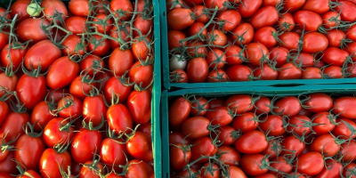 ❗️Vindem legume proaspete românești en-gros! ❗️We sell fresh romanian