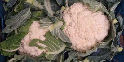 I will sell cauliflower in large quantities. Caliber 6/8