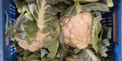 I will sell cauliflower in large quantities. Caliber 6/8
