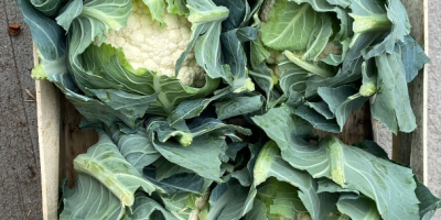 I will sell cauliflower in large quantities. Caliber 6/8