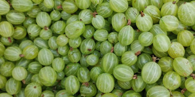 I will sell gooseberries of the Puszkinski variety, quantity