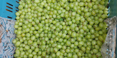 I will sell gooseberries of the Puszkinski variety, quantity