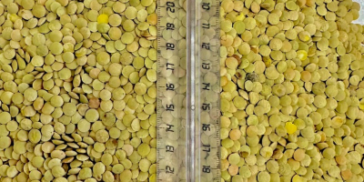 Ich verkaufe weißes Sorghum, Reinheit 98 %, Feuchtigkeit bis