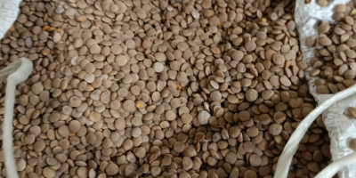 Ich verkaufe weißes Sorghum, Reinheit 98 %, Feuchtigkeit bis