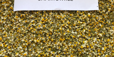 We offer Chamomile flowers. Crop 2024. Origin Bulgaria