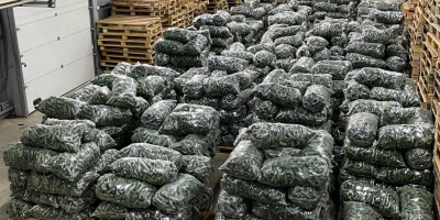 Sprzedajemy ogórki w dużych ilościach. Możemy również dostarczyć 3