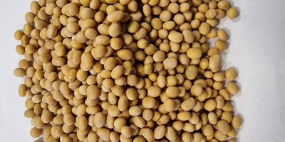 Offer for fodder soya beans Price negotiable offer for