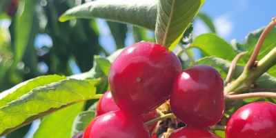 Large and medium-sized cherries from the Moldova area, Iasi