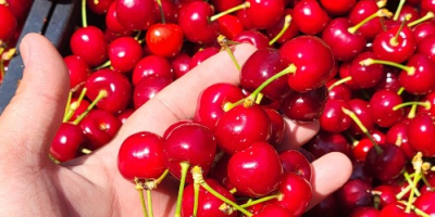 Large and medium-sized cherries from the Moldova area, Iasi