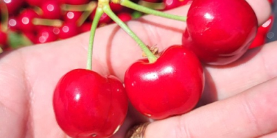 Large and medium-sized cherries from the Moldova area, Iasi