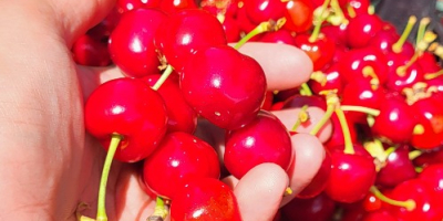 Large and medium-sized cherries from the Moldova area, Iasi