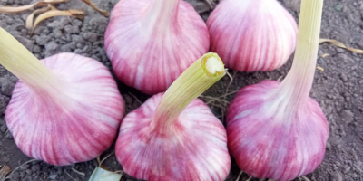 neue Ernte getrockneter Knoblauch 2024, Export aus Usbekistan, 1