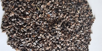 Buckwheat/ Buckwheat Price negotiable, purity 98%, please contact us