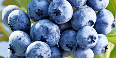 Blueberries freshly picked in Poland and delivered free of