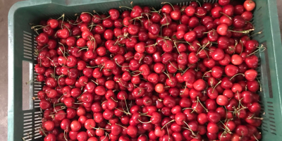 I am selling a large cherry tree