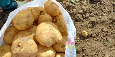 Vindem cu ridicata cartofi romanesti. container: geantă, plasă, big