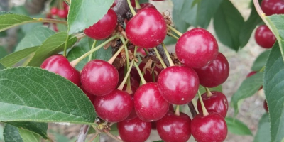 A sour cherry grower from the Republic of Moldova.