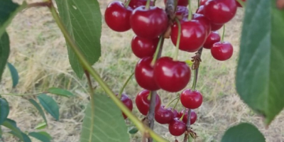 Un cultivator de vișine din Republica Moldova. Am la