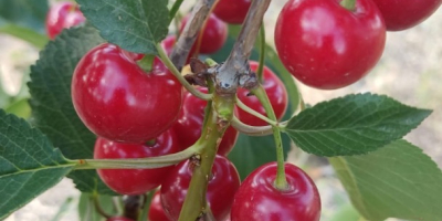 A sour cherry grower from the Republic of Moldova.