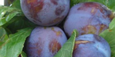 Anna Spath plums in Southern Romania up to 40T