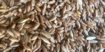 Spelt Ukrainian origin, 550 tons, pealed. Available now in