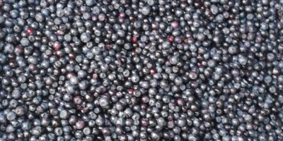 I will buy fresh forest berries, all over Poland,