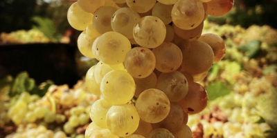 Certified organic white wine grapes - IGP Lazio, DOC