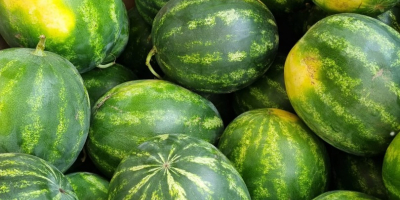 Ich verkaufe frische Wassermelonen, Größe 3-9 kg, Verpackung nach