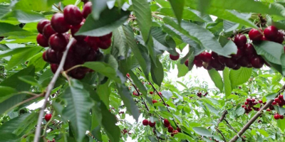 CHERRIES - Cherries are sold with planned shaking in