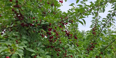 CHERRIES - Cherries are sold with planned shaking in