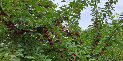 CHERRIES - Cherries are sold with planned shaking in