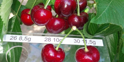 Cherries (Sweet Heart, Regina, Cartilage Cherry, Kordina, Skeena) If