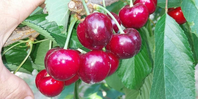 Cherries (Sweet Heart, Regina, Cartilage Cherry, Kordina, Skeena) If