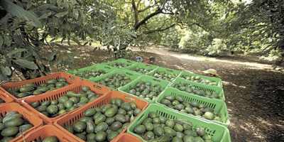 Wir bieten Avocados Kaliber 14-20 für 2300 $/Tonne CIF