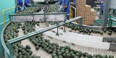 Wir bieten Avocados Kaliber 14-20 für 2300 $/Tonne CIF