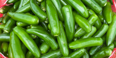 Forniamo peperoni freschi Capia, jalapenos e cetriolini per uso