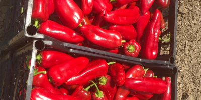 Wir liefern frische Capia-Paprika, Jalapeños und Gewürzgurken für den