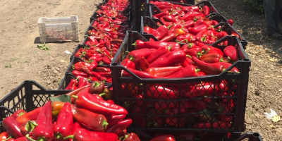 We supply Fresh Capia Peppers , Jalapenos and Gherkins