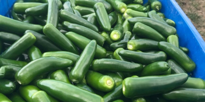 We supply Fresh Capia Peppers , Jalapenos and Gherkins