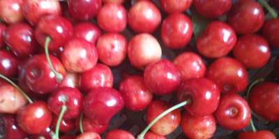 I will sell Poznań cherries without chemicals, healthy, quite