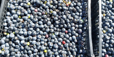 Ich werde Blaubeeren für die Industrie kaufen