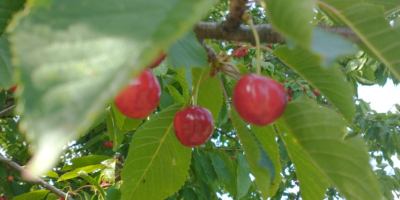 I will sell Poznań cherries, now I have healthy