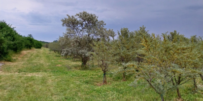 Organic sea buckthorn for sale