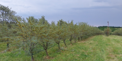 Olivello spinoso biologico in vendita