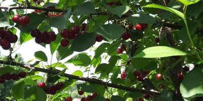 Polish cherry. Directly from the farmer, price negotiable.