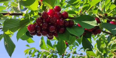 Polish cherry. Directly from the farmer, price negotiable.