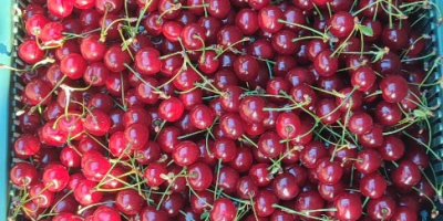 Polish cherry. Directly from the farmer, price negotiable.