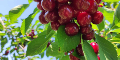 Polish cherry. Directly from the farmer, price negotiable.