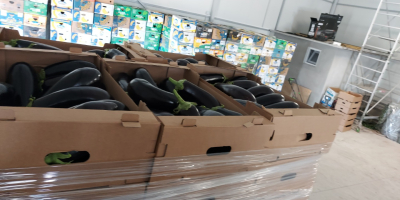 we sell very large quantities of top quality eggplants,